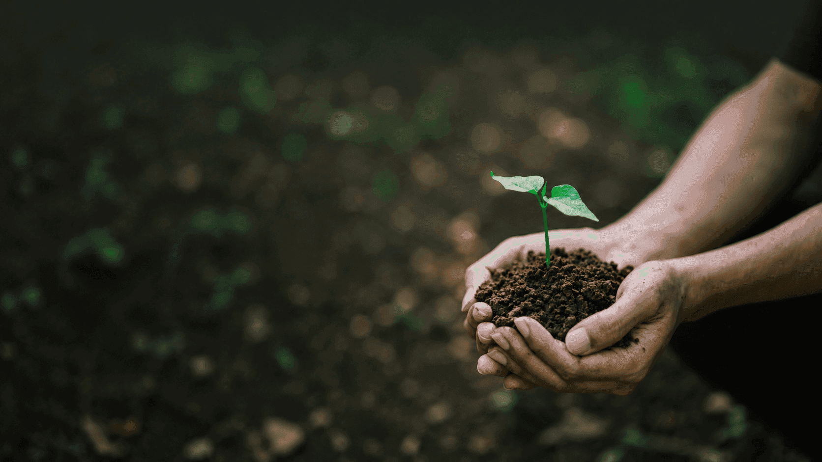 Cupped hands hold a small green seedling growing from dark, fertile soil.