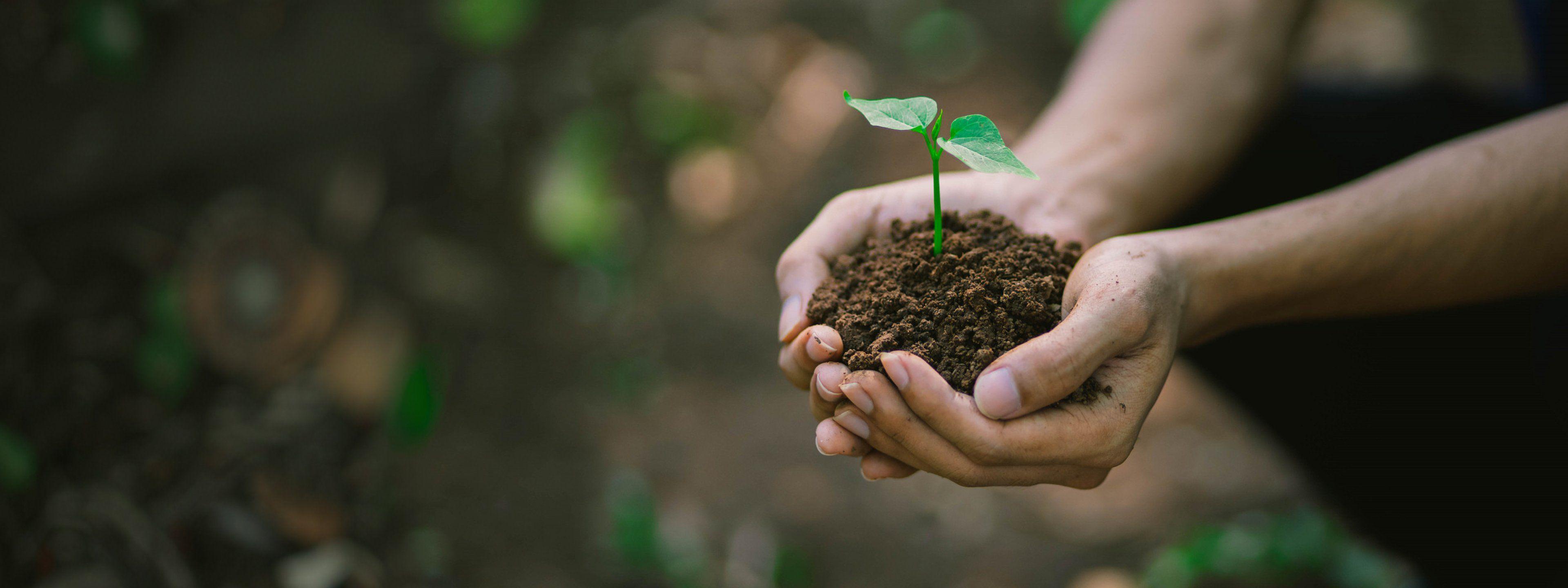 Hands holding soil with a young plant — environmental stewardship at Wonder Cement